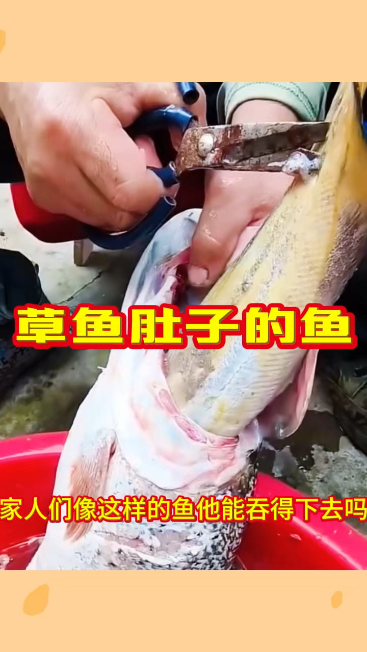 草鱼肚子的鱼，真幸运买一送一啊