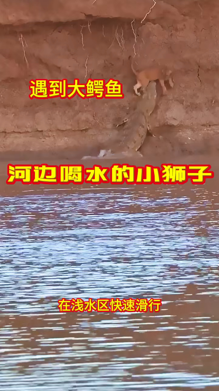 河边喝水的小狮子，遇到大鳄鱼