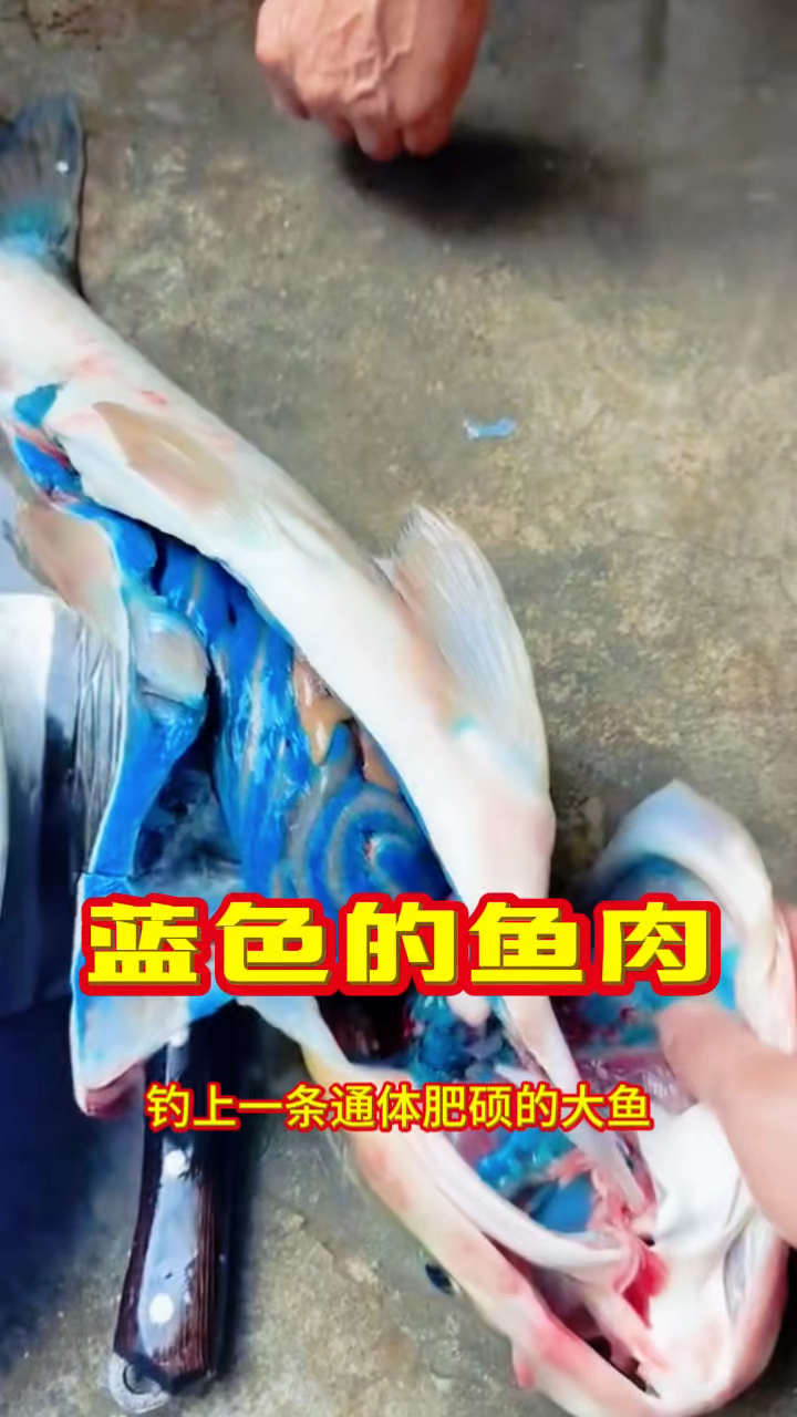 蓝色的鱼肉,这是什么情况