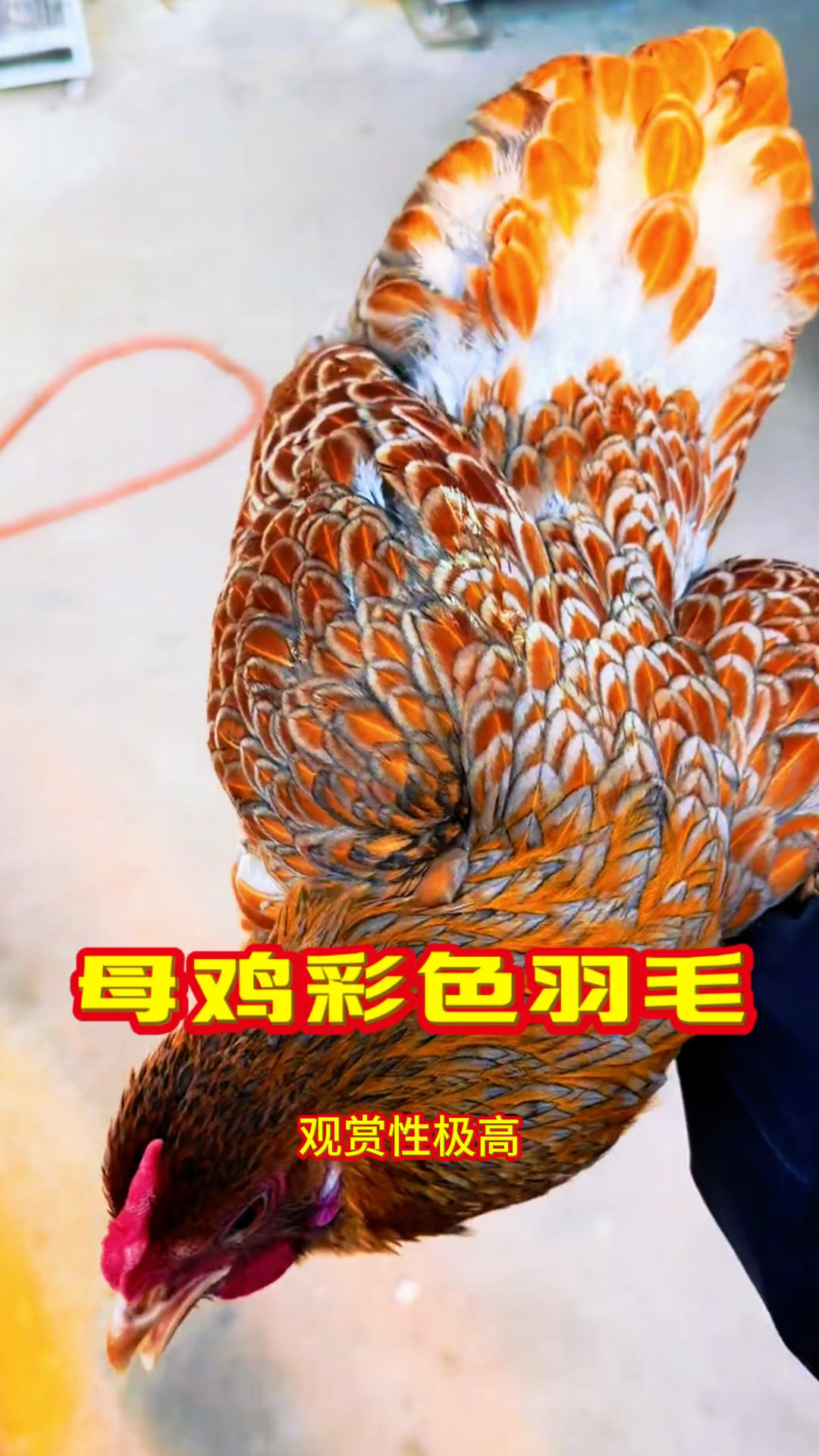 母鸡彩色羽毛，羽毛闪闪发光