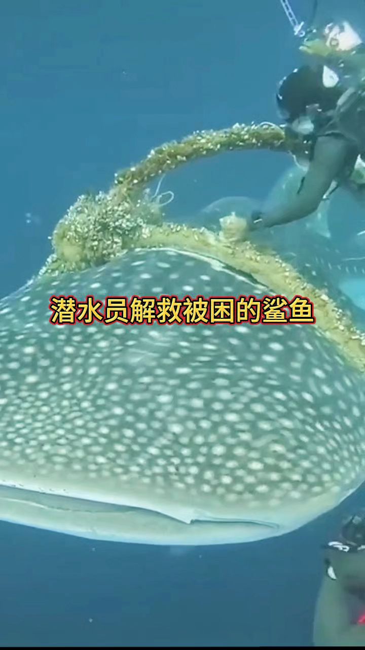 潜水员解救被困的鲨鱼