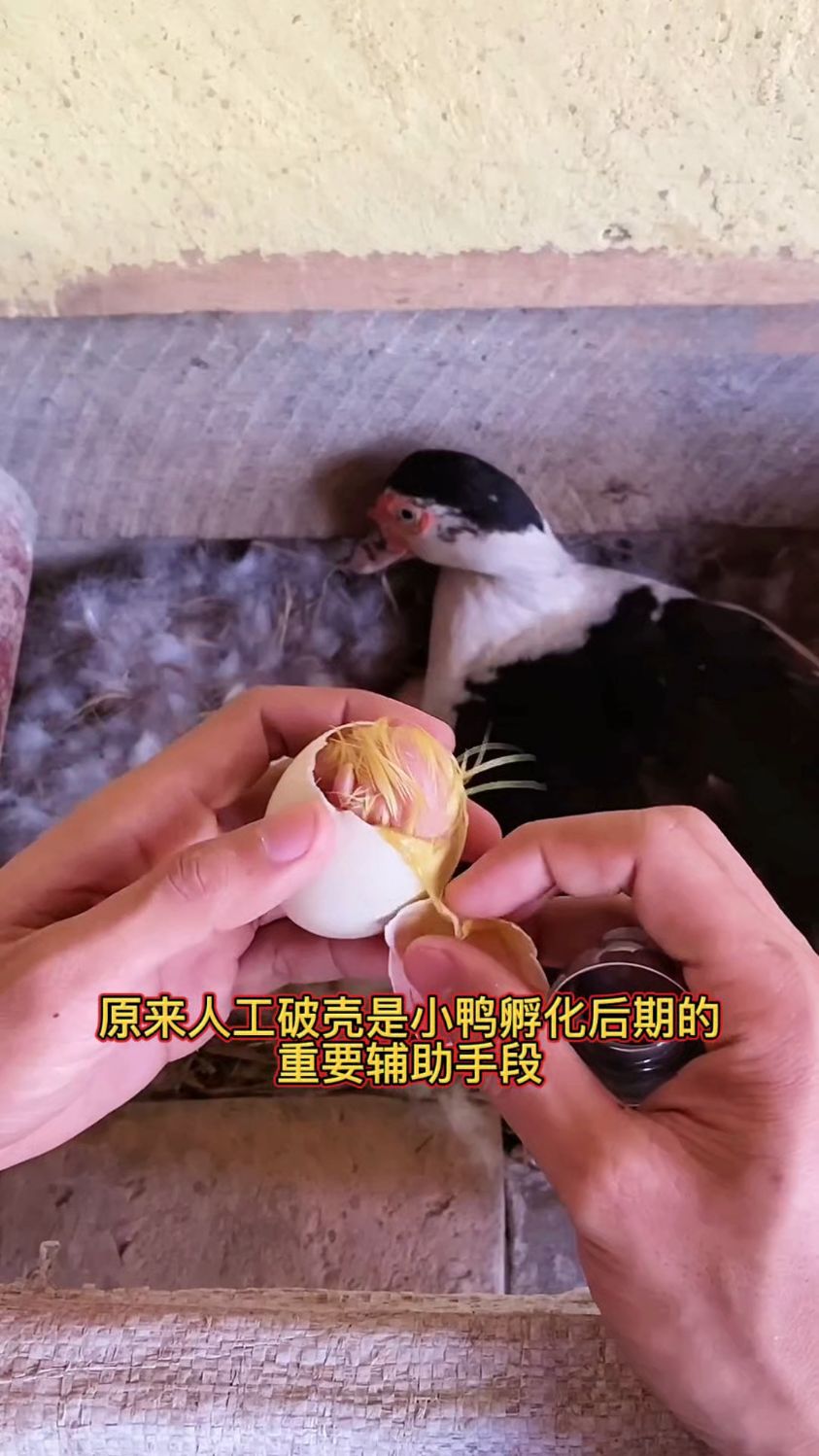原来人工破壳是小鸭孵化后期的重要辅助手段