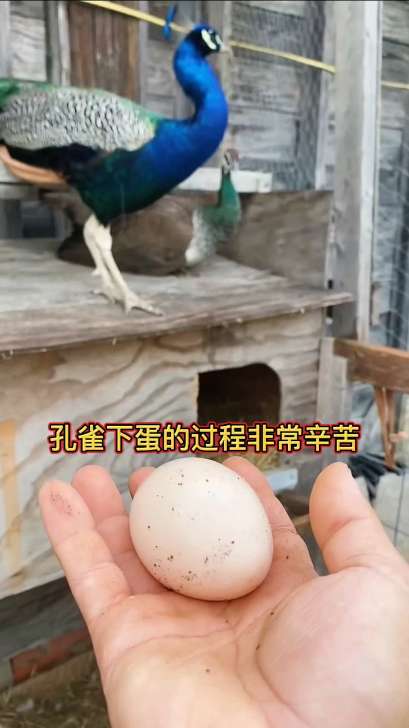 原来孔雀下蛋的过程非常辛苦