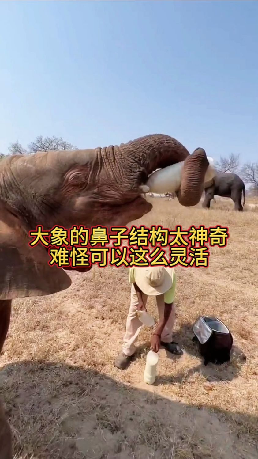 大象的鼻子结构太神奇,难怪可以这么灵活