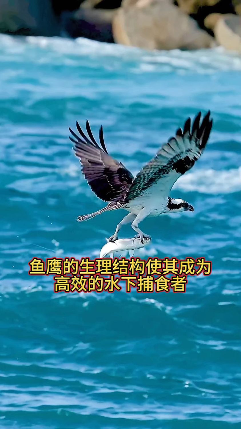 鱼鹰的生理结构使其成为高效的水下捕食者