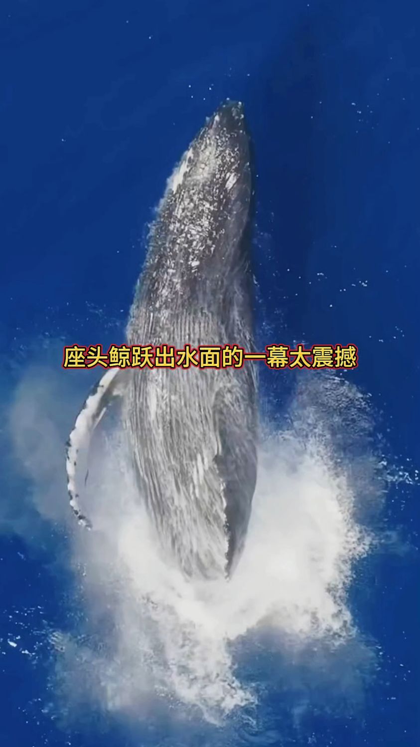 座头鲸跃出水面的一幕太震撼