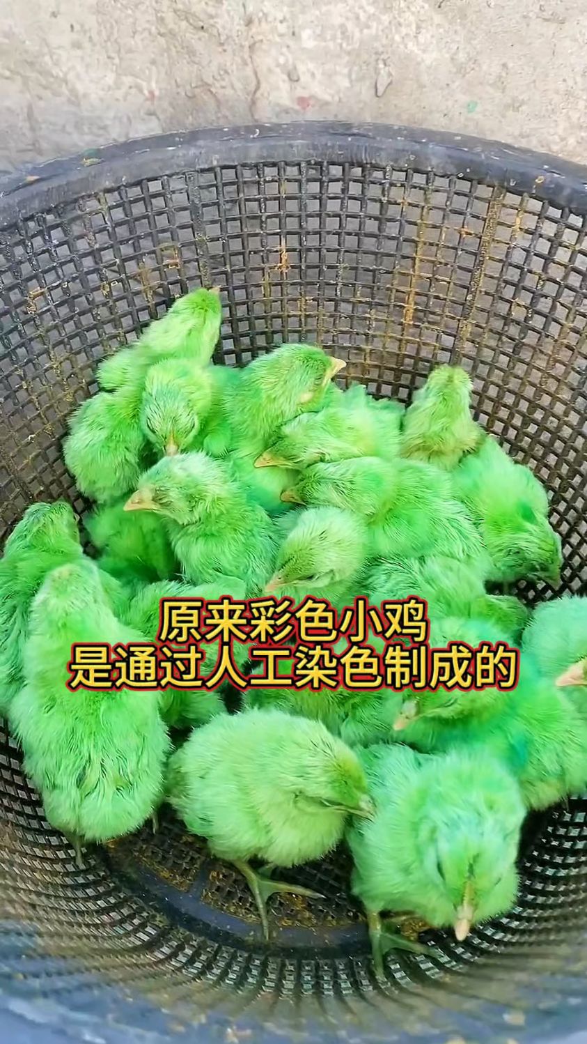 原来彩色小鸡是通过人工染色制成的