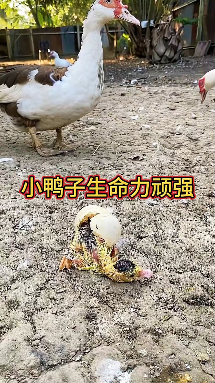 小鸭子生命力顽强