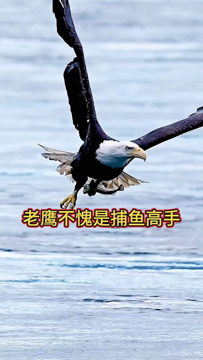 老鹰不愧是捕鱼高手，抓鱼太厉害了