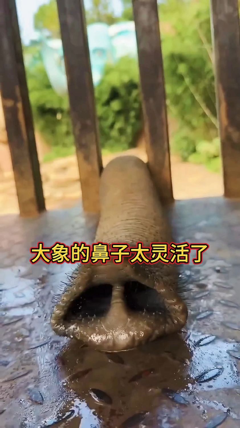 大象的鼻子太灵活了