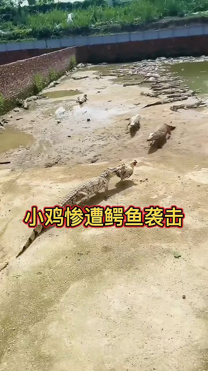 小鸡惨遭鳄鱼袭击