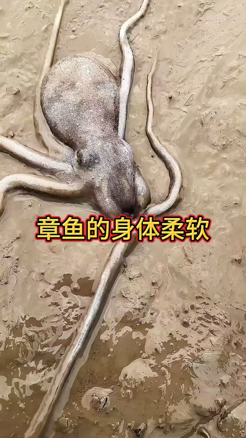 章鱼不愧是软体动物中的天花板