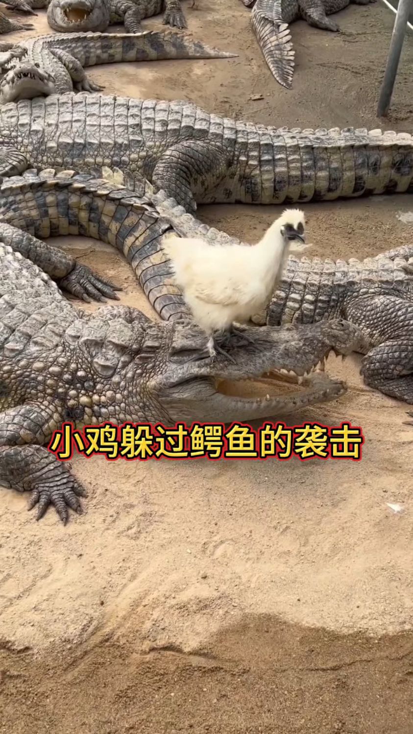 小鸡躲过鳄鱼的袭击