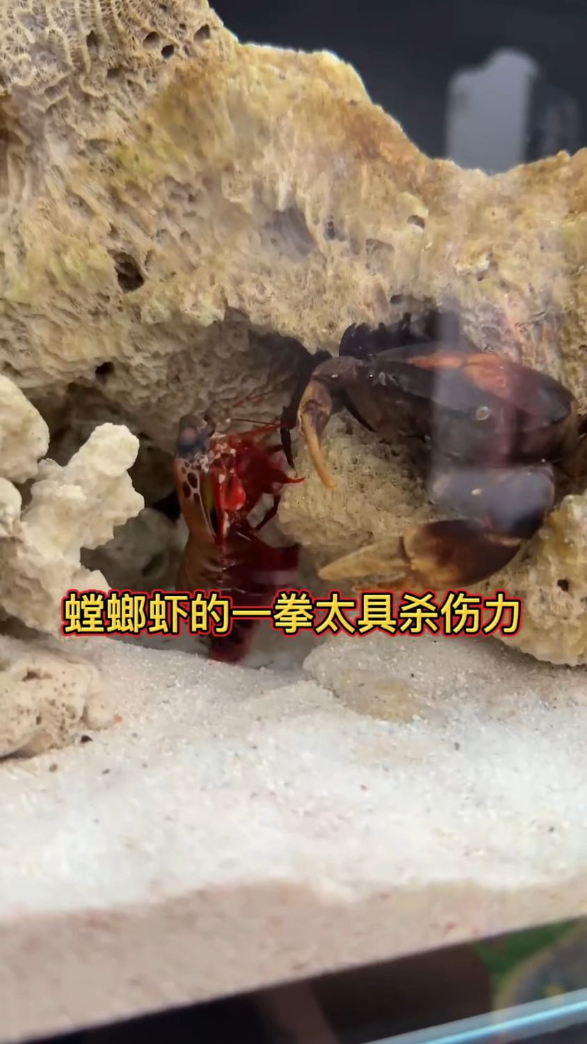 螳螂虾一拳就将螃蟹坚硬的钳子打断