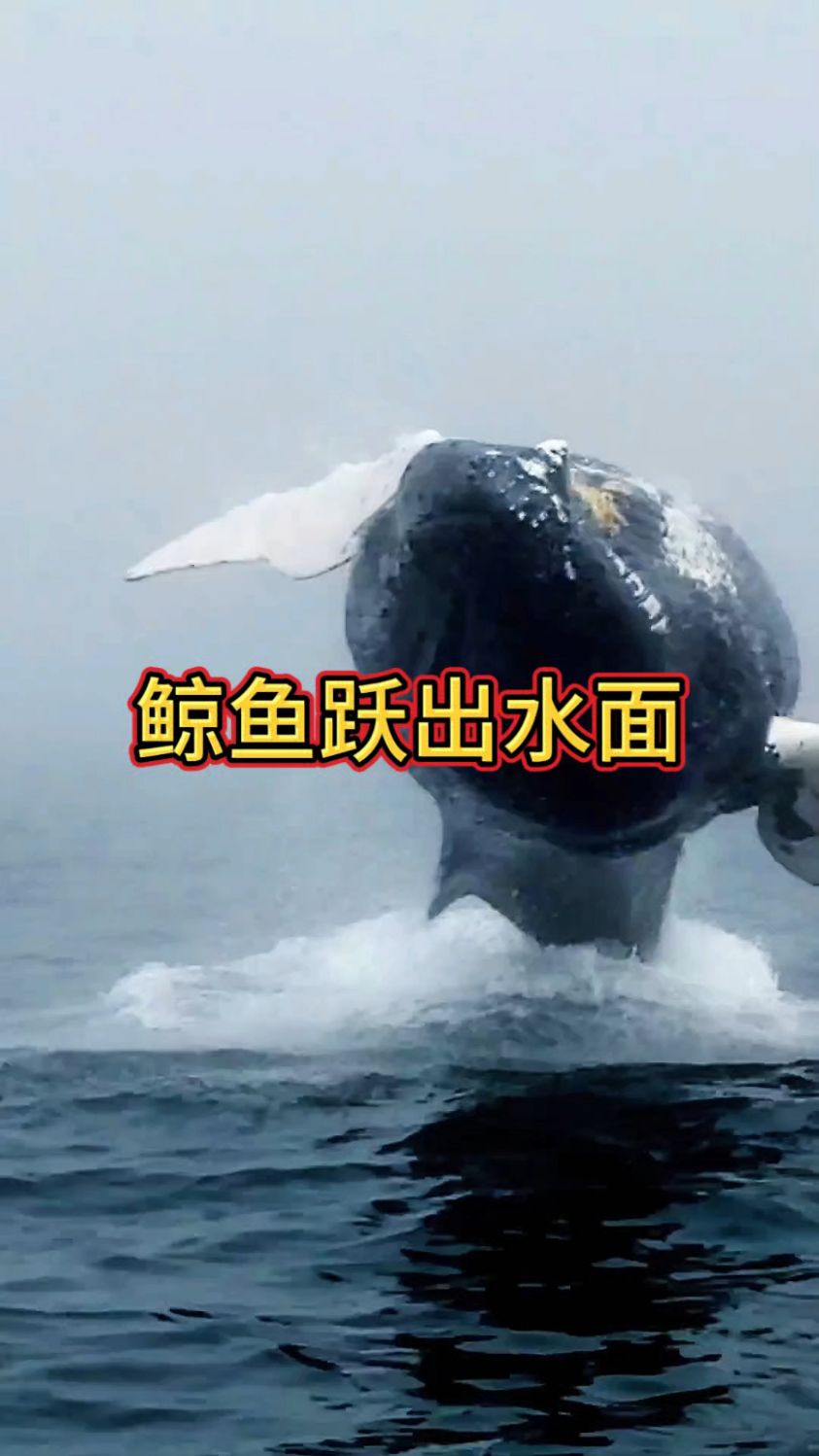 太震撼了,鲸鱼跃出水面