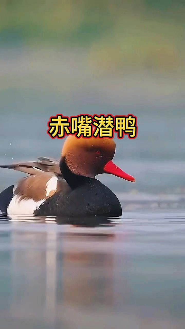 摄影师近距离拍摄赤嘴潜鸭