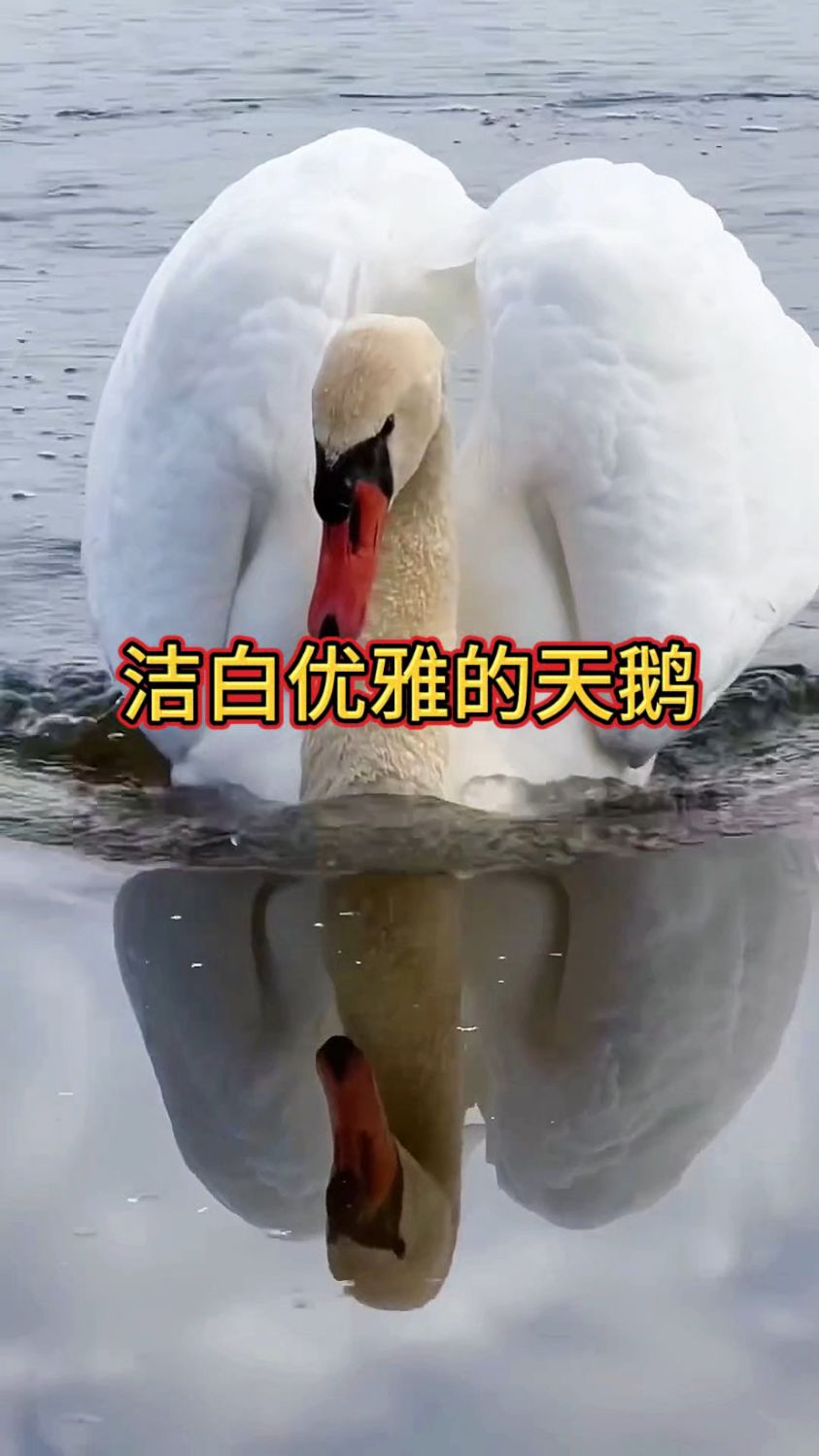 洁白优雅的天鹅!