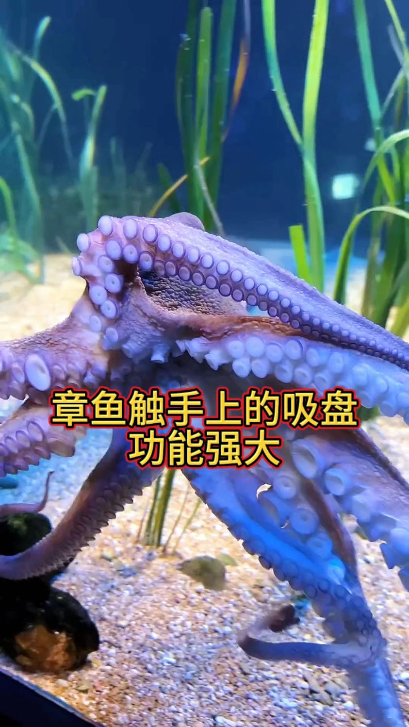 章鱼触手上的吸盘功能强大