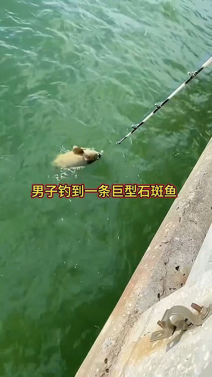 男子钓到一条巨型石斑鱼