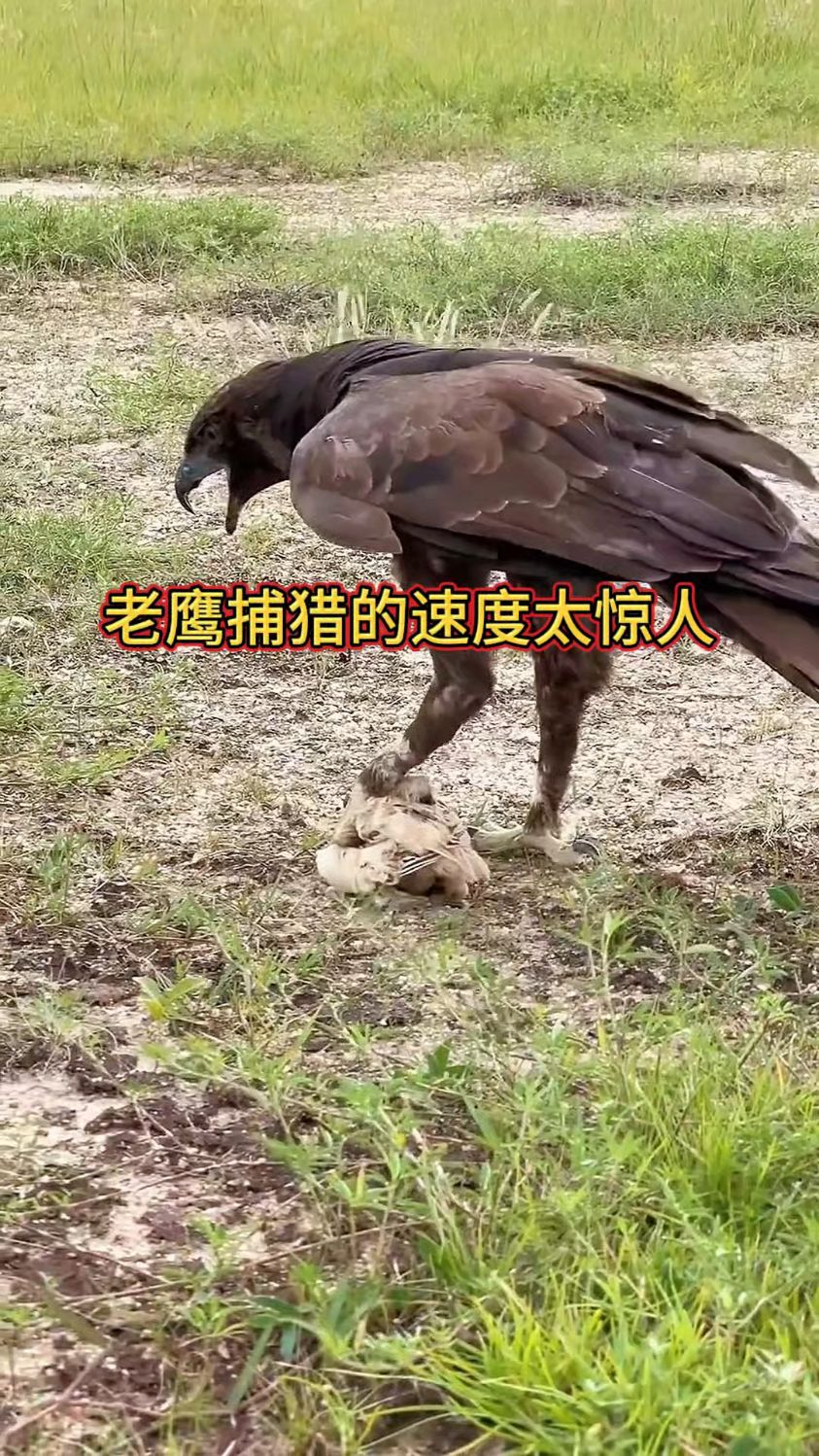 老鹰捕猎的速度太惊人