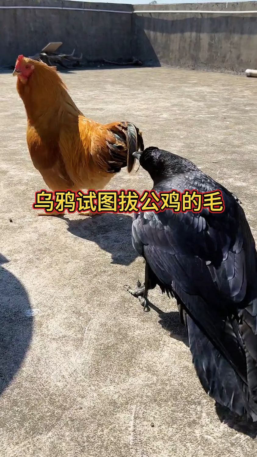 乌鸦试图拔公鸡的毛