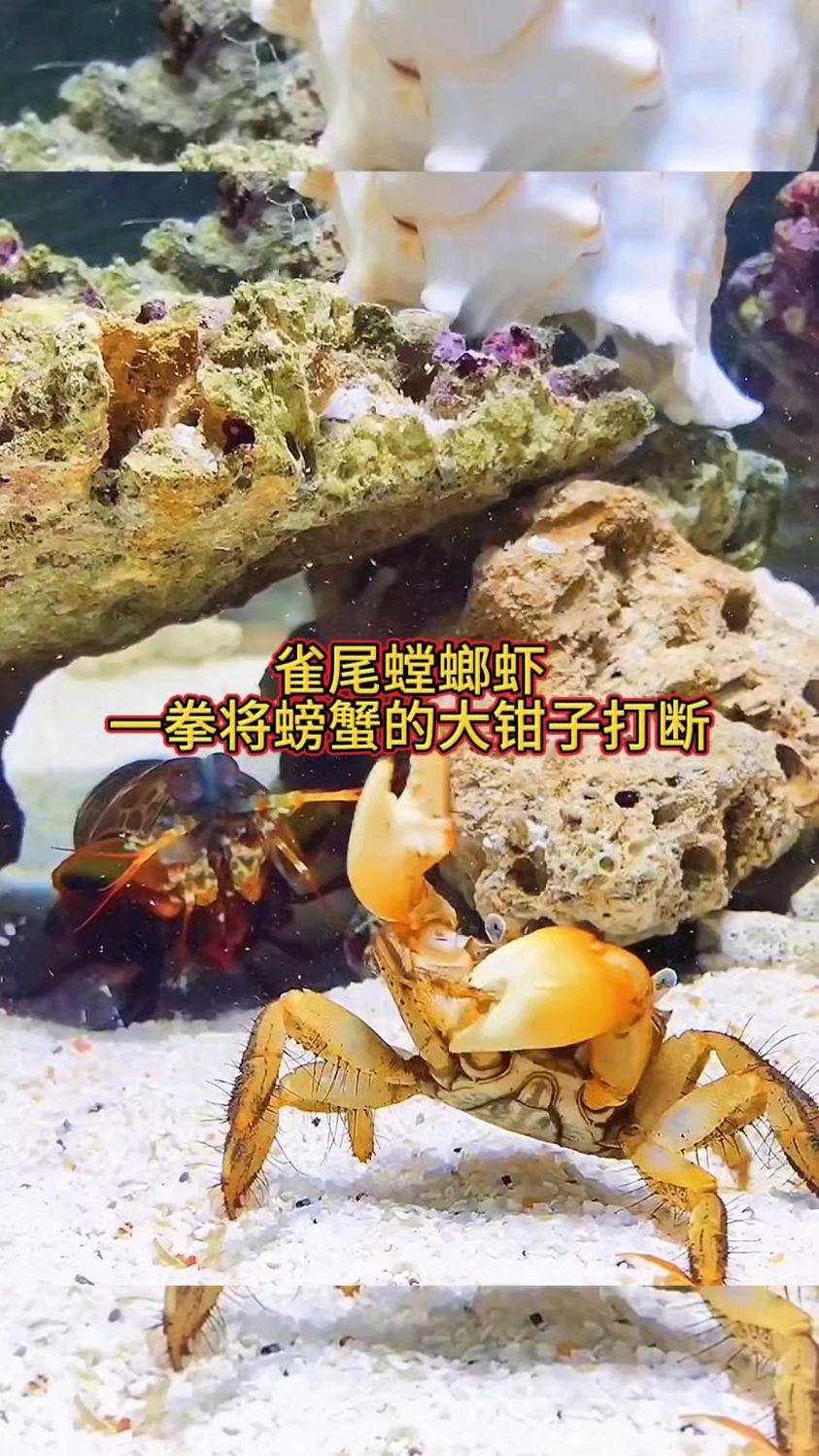 雀尾螳螂虾一拳将螃蟹的大钳子打断