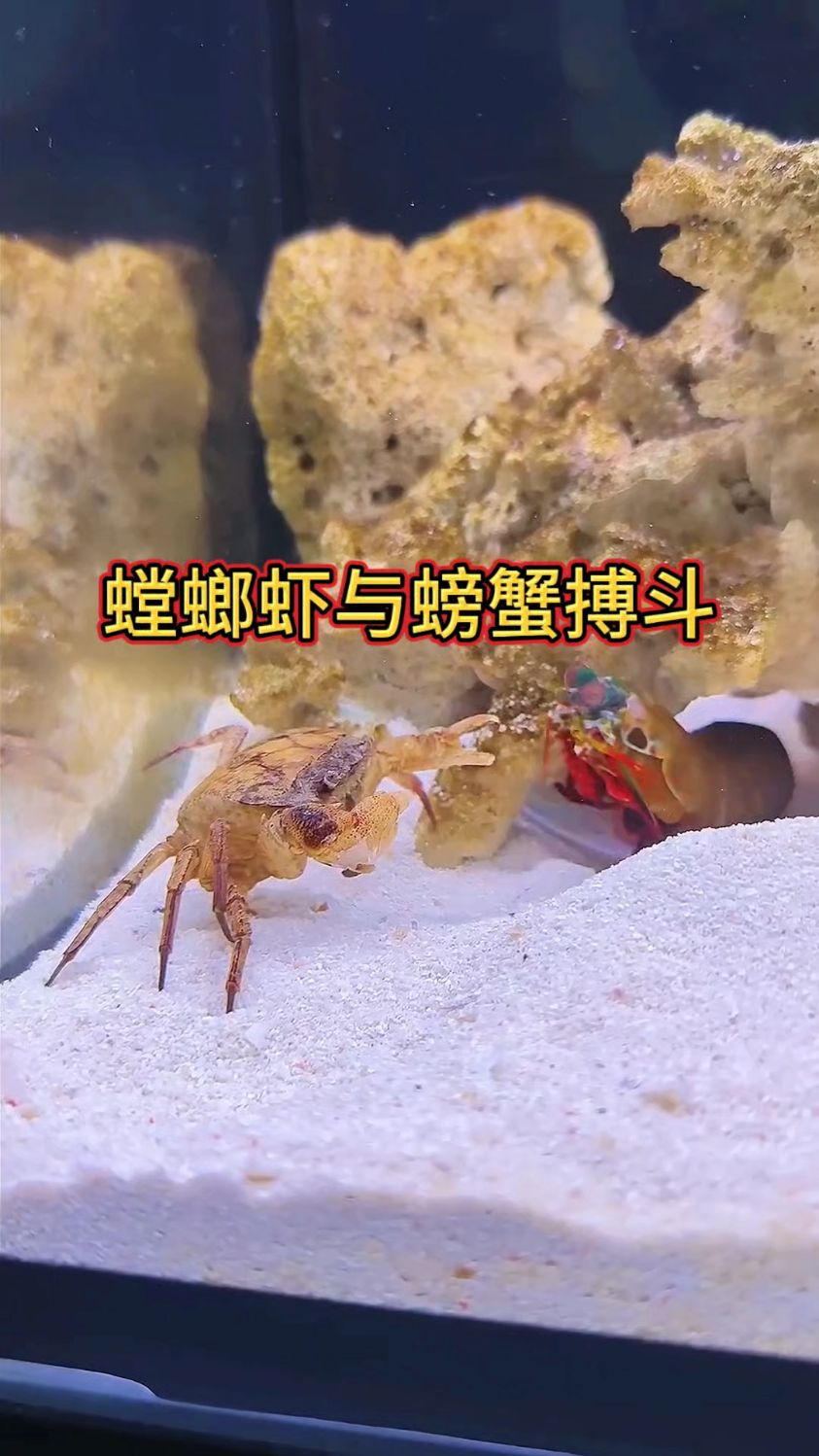 螳螂虾与螃蟹搏斗