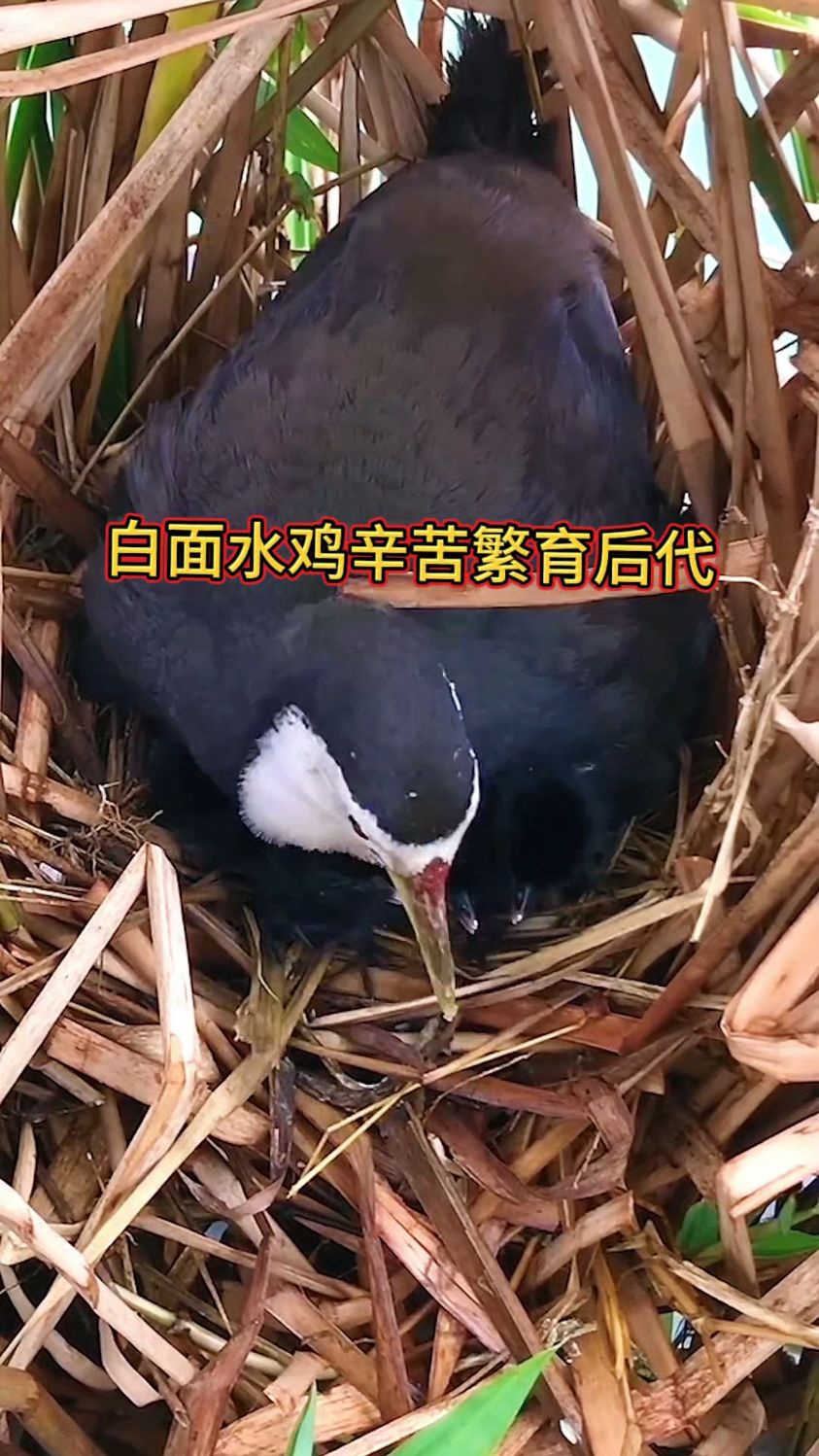 白面水鸡辛苦繁育后代