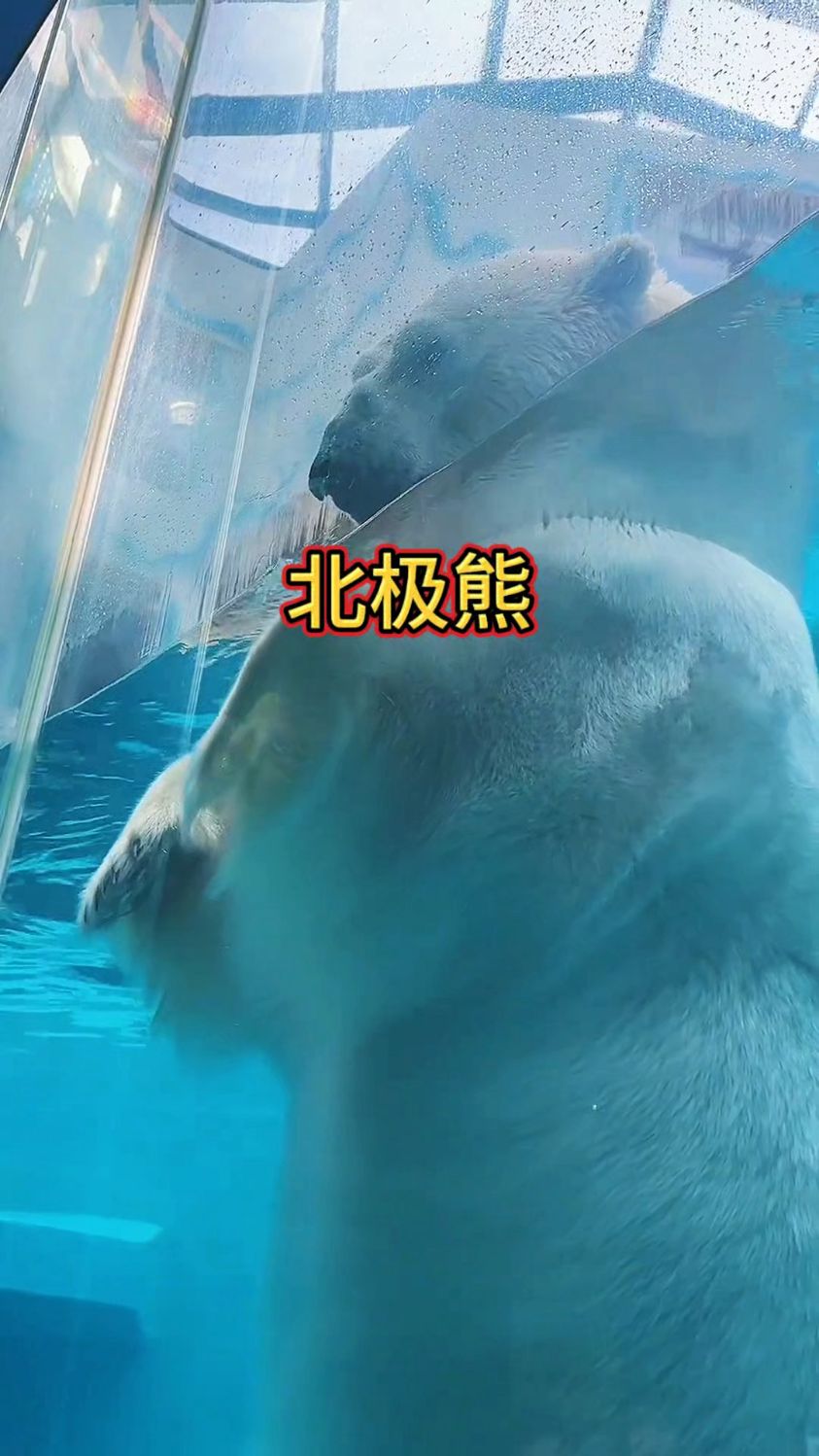 北极熊是世界上最大的陆地食肉动物