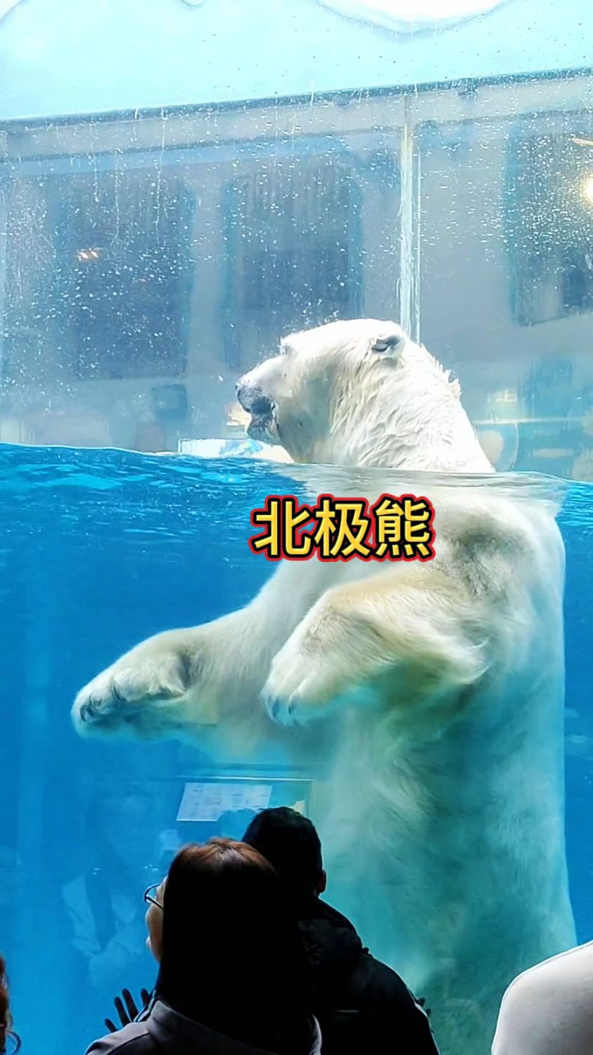 北极熊是世界上最大的陆地食肉动物