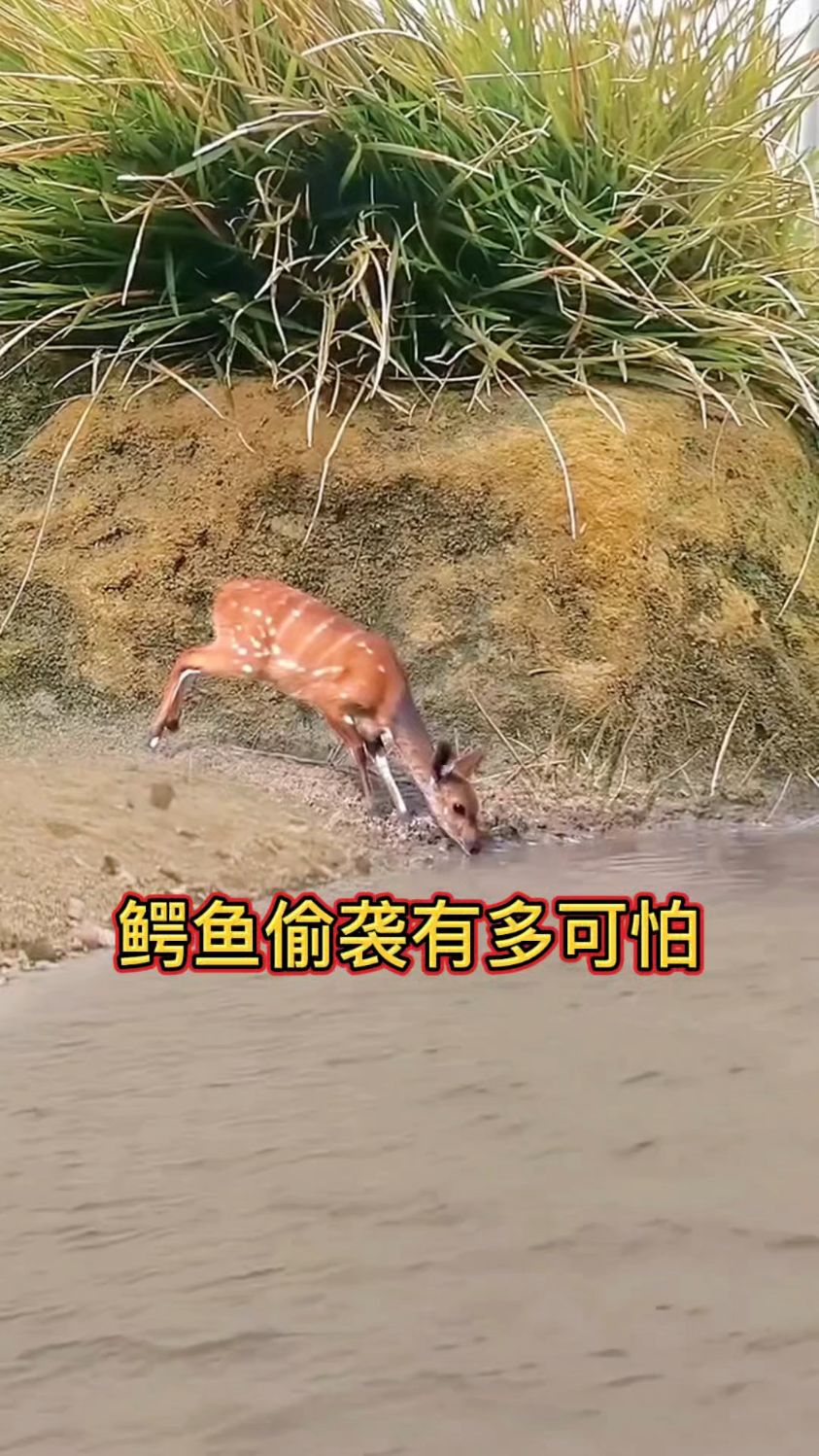 鳄鱼偷袭有多可怕