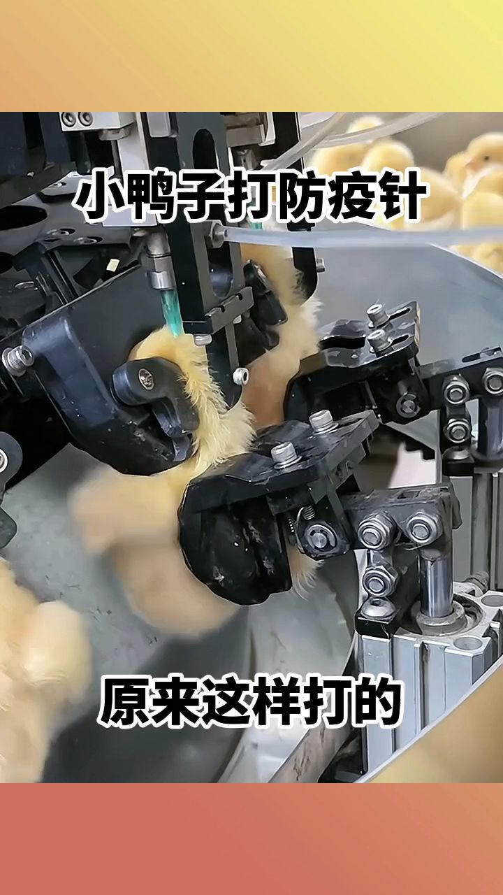 小鸭子打防疫针,原来这样打的!
