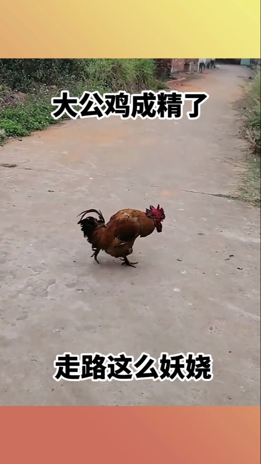 大公鸡成精了,走路这么妖娆!