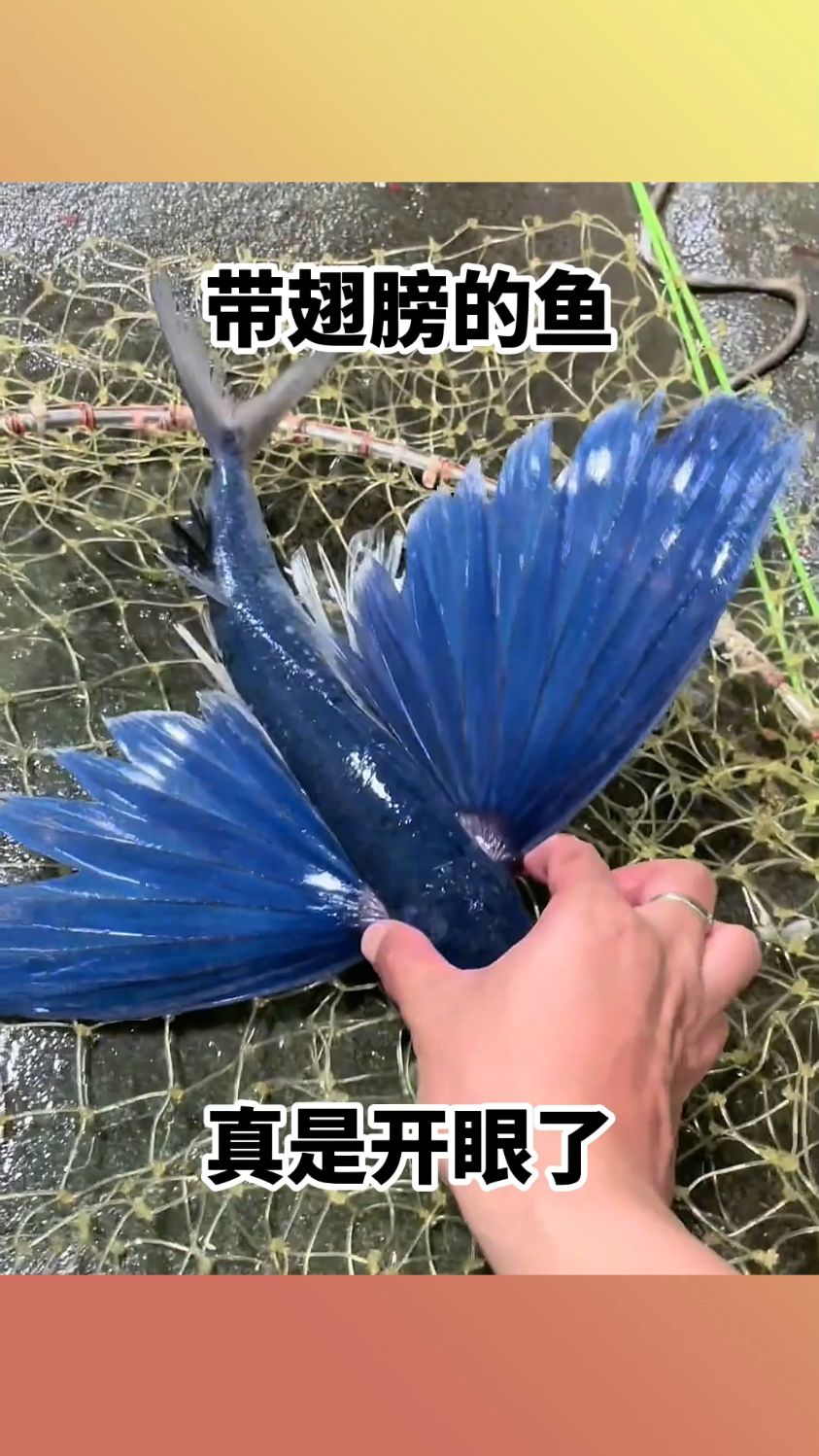 带翅膀的鱼,真是开眼了!