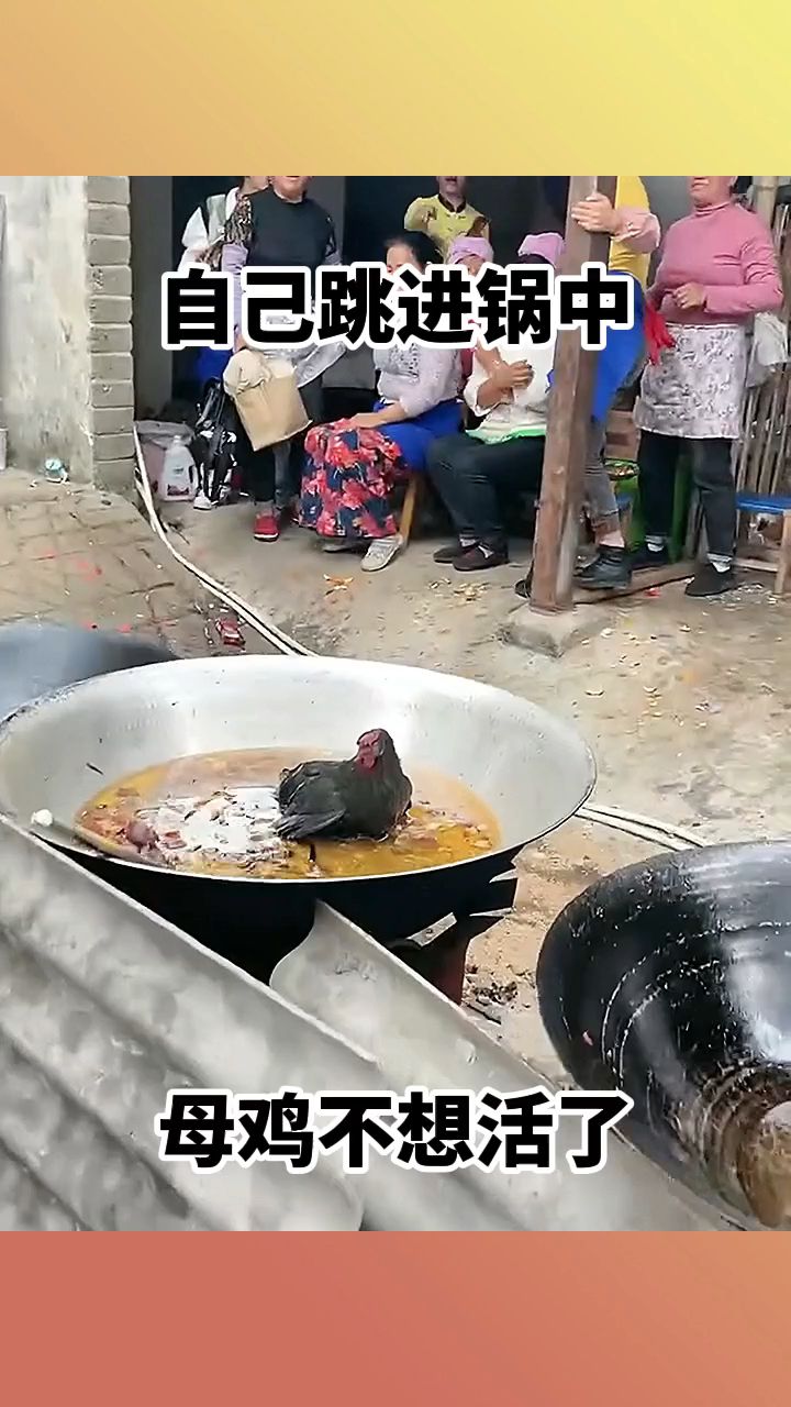 自己跳进锅中，母鸡不想活了！