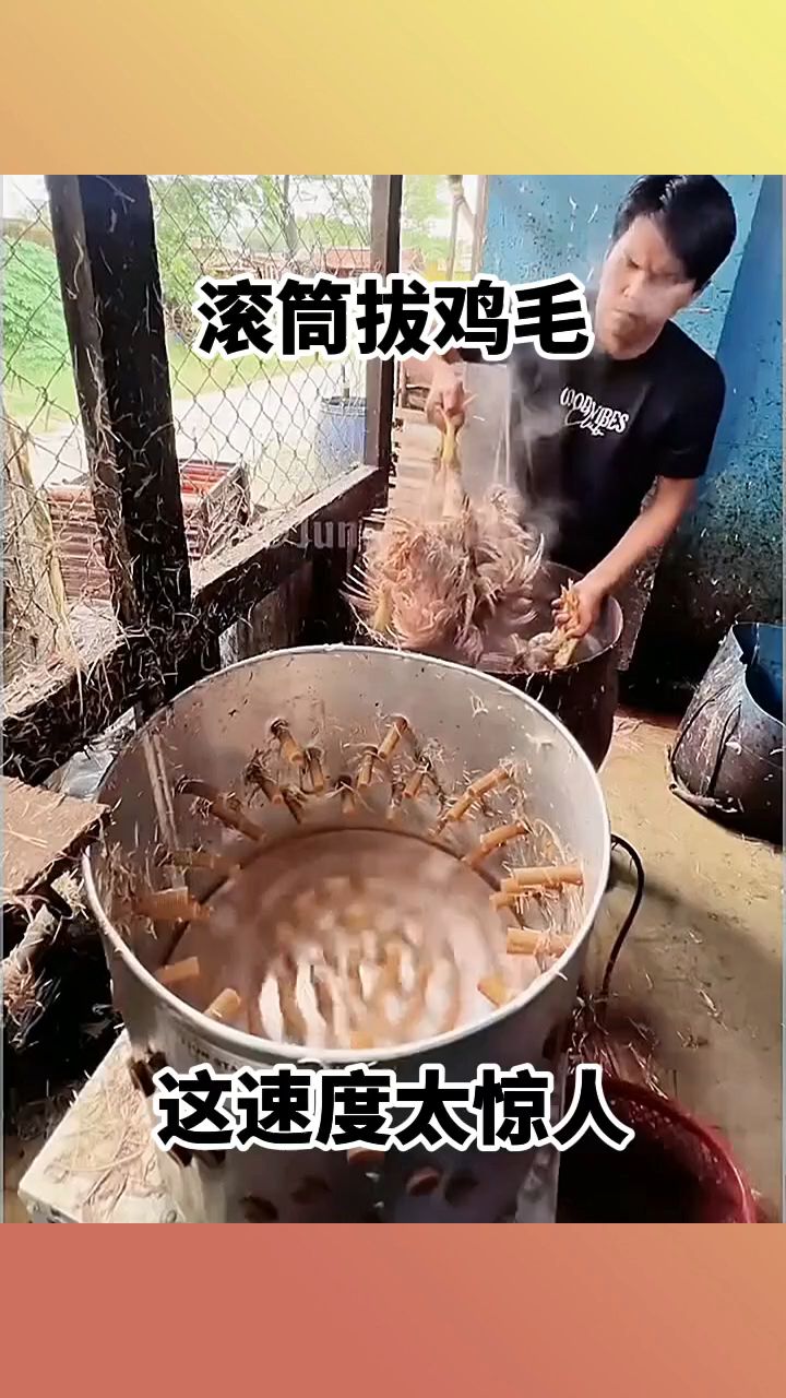 滚筒拔鸡毛，这速度太惊人！