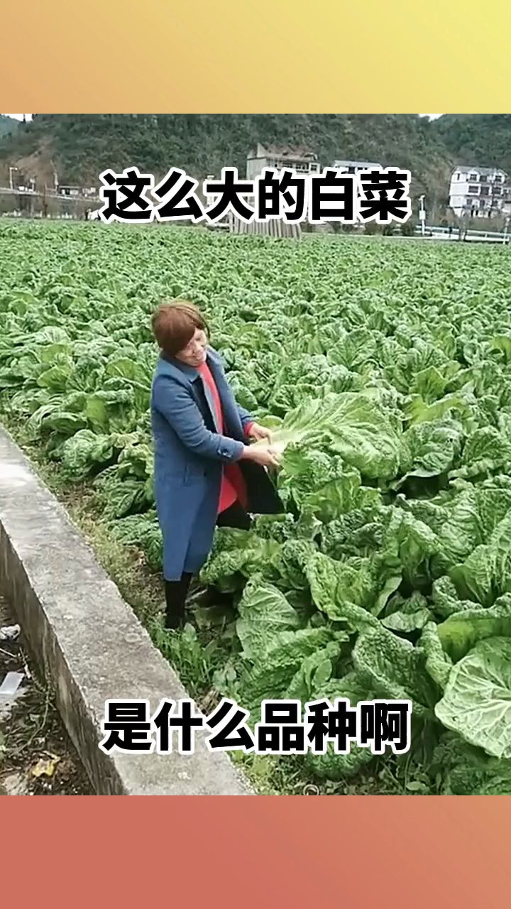 这么大的白菜,是什么品种啊!