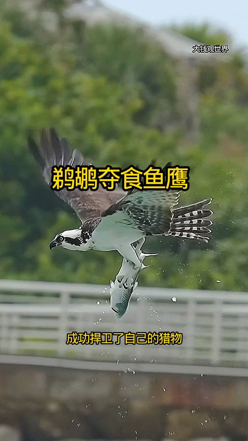 鹈鹕飞扑鱼鹰试图夺食，能如愿以偿吗？