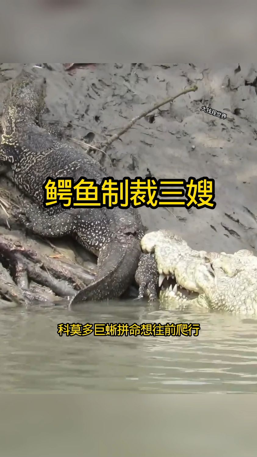 皮鞋鳄鱼竟然对科莫多巨蜥使出死亡翻滚!