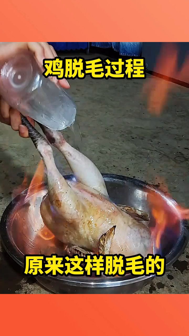 给鸡脱毛过程,原来这样脱毛的!