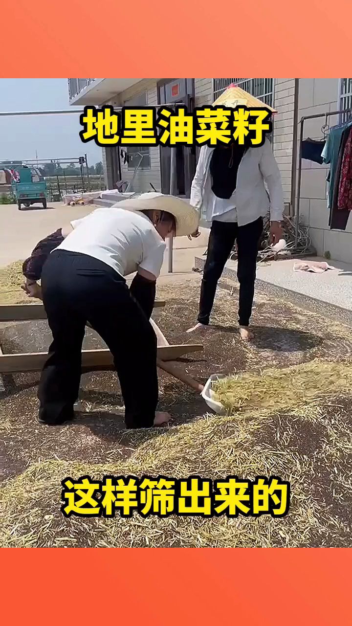 地里的油菜籽,这样筛出来的!