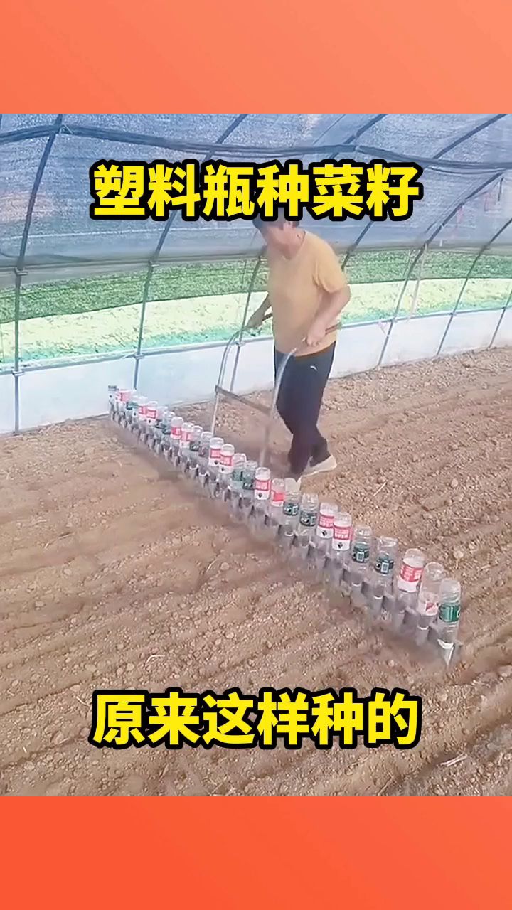 塑料瓶种菜籽,原来这样种的!