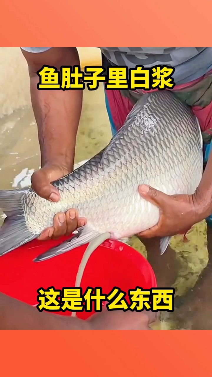鱼肚子里白浆，这是什么东西！