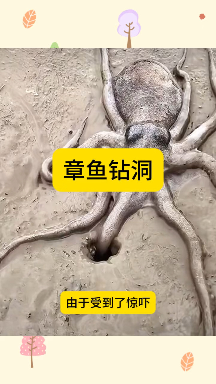 章鱼钻洞,反应真快