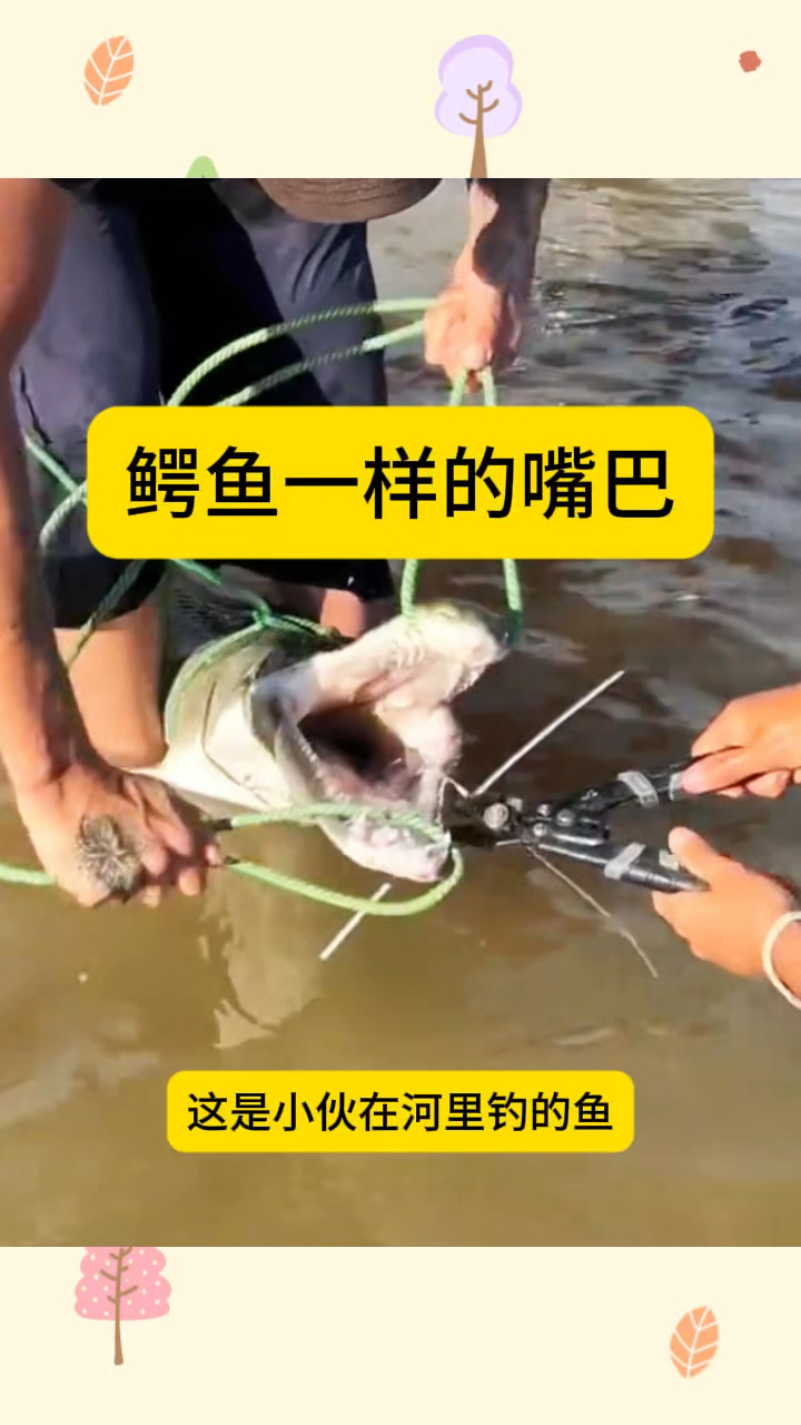 鳄鱼一样的嘴巴,这是什么品种