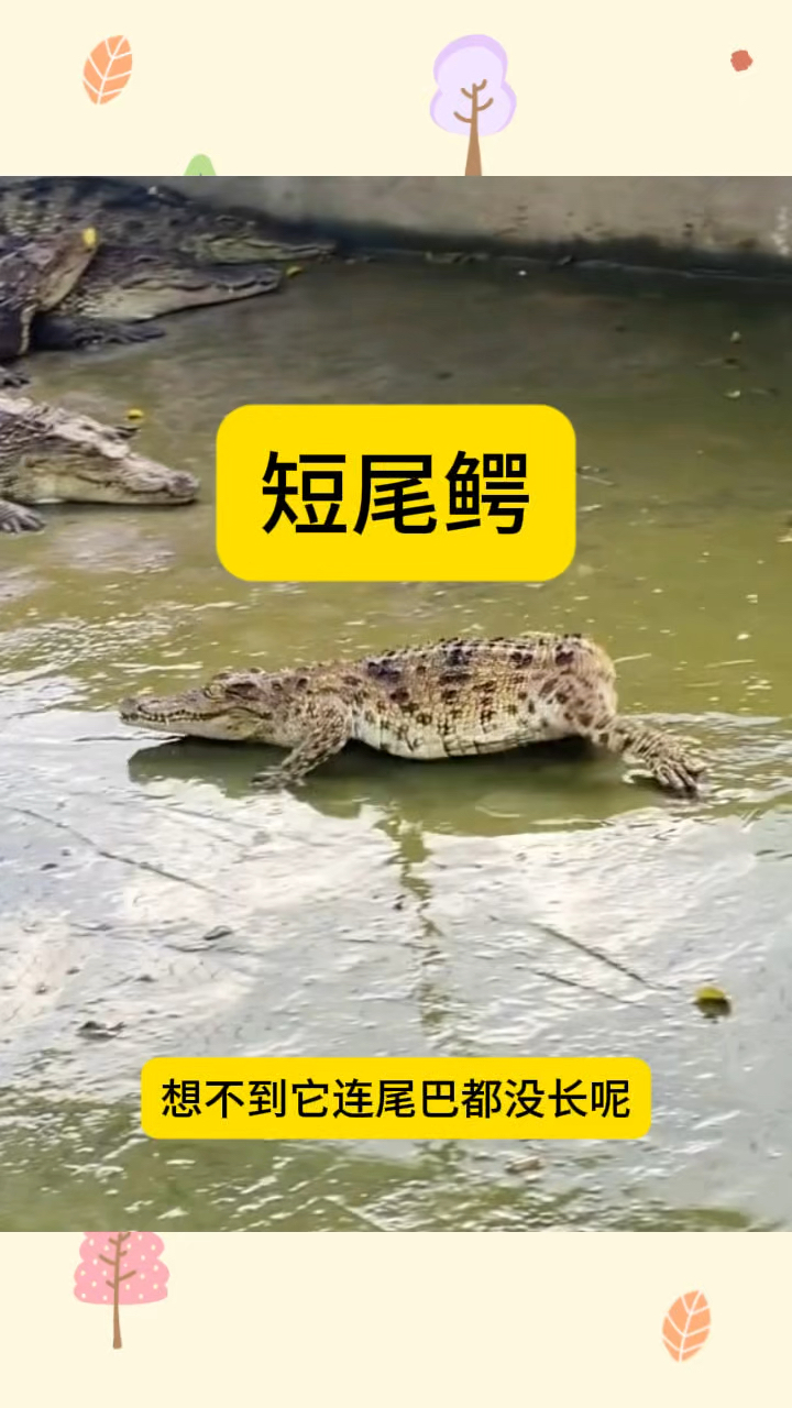 短尾鳄鱼,走路奇奇怪怪的