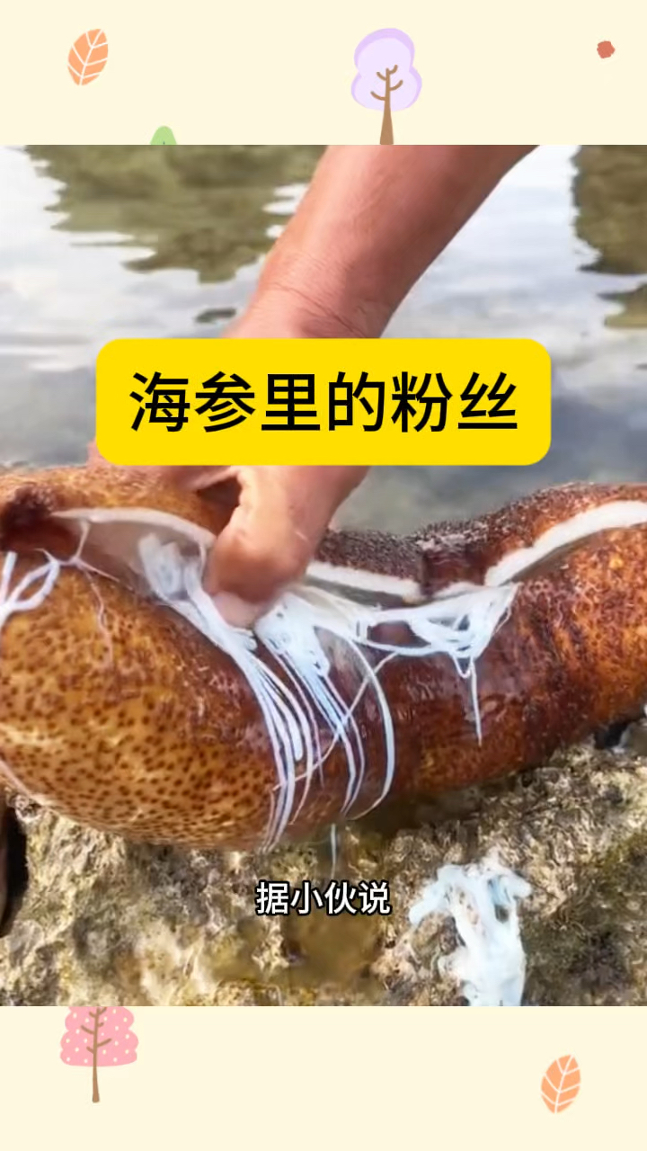 海参里的粉丝,里面全是宝
