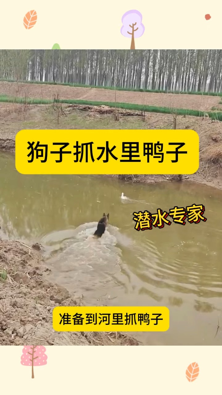 狗子抓水里的鸭子潜水的专家