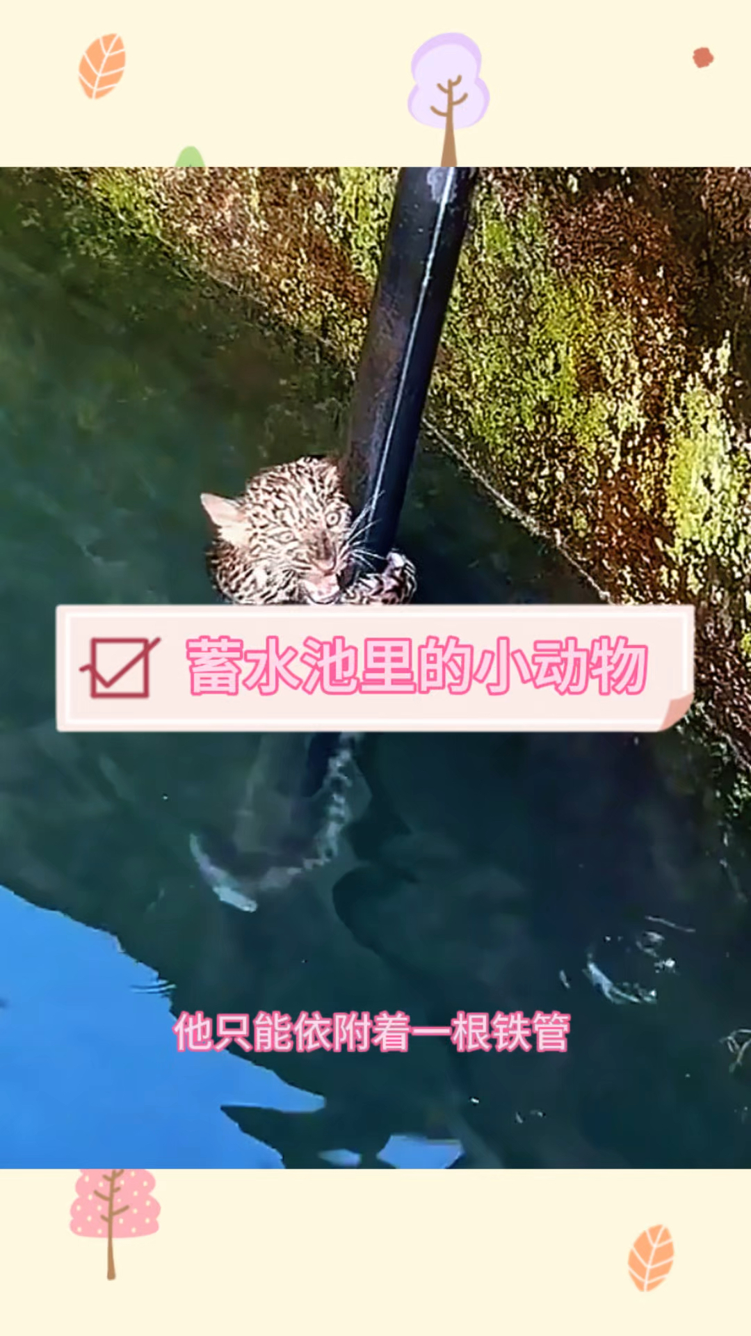 储水池里的小动物,上不了岸了