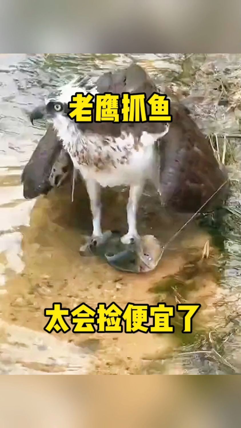 老鹰抓鱼,太会捡便宜了!